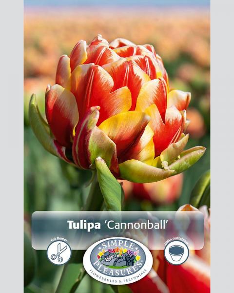 Tulip DL Cannonball 6 Pack