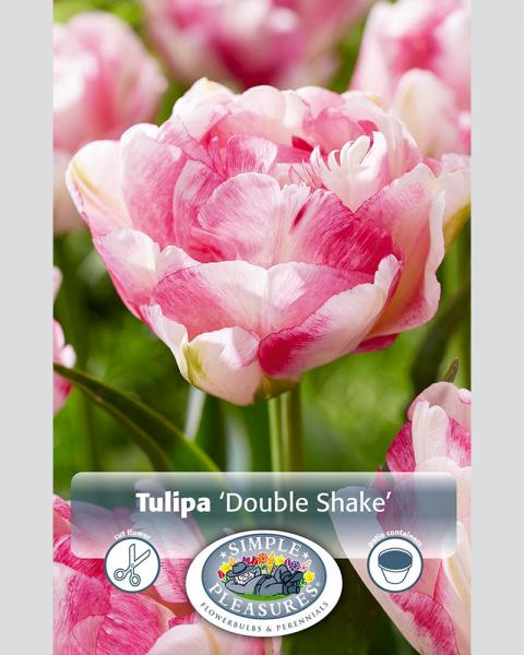 Tulip Double Shake 6 Pack