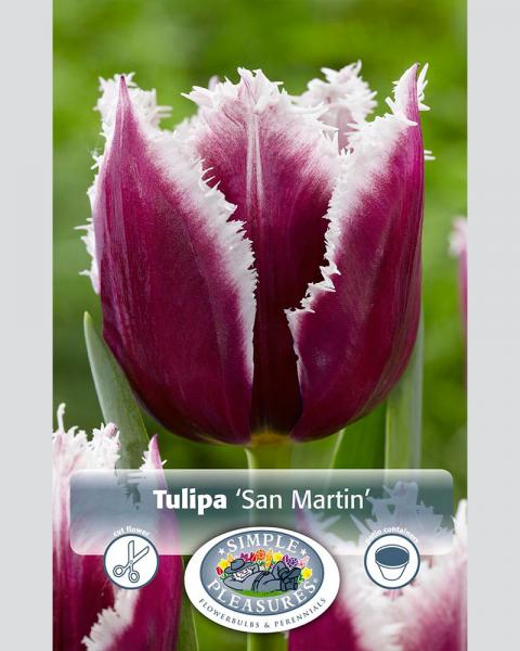 Tulip Fringed San Martin 8 bulbs/pkg