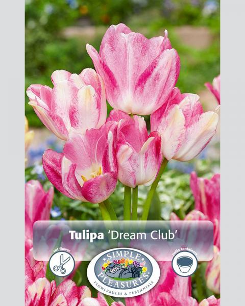 Tulip Multi Dream Club 5 bulbs/pkg