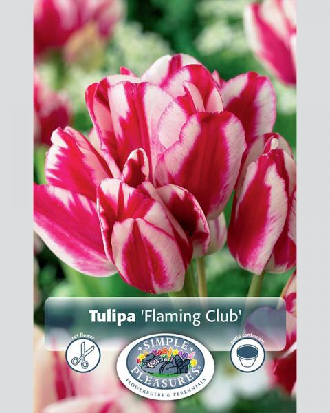 Tulip Multi Flaming Club 6/pkg