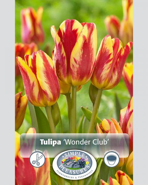 Tulip Multi Wonder Club 8 bulbs/pkg