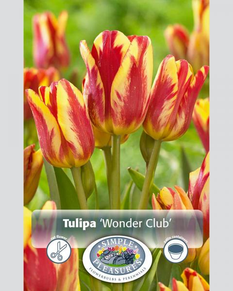 Tulip Multi Wonder Club 8/pkg