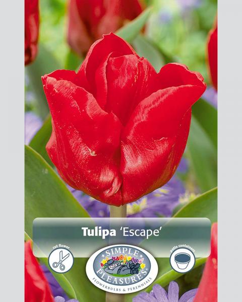 Tulip Tr Escape 8/pkg