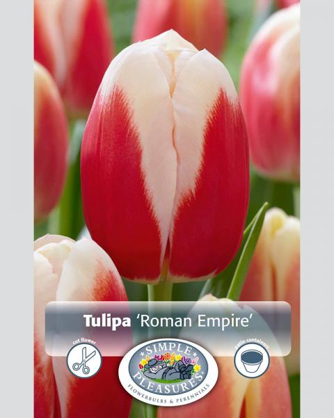 Tulip Tr Roman Empire 8/pkg