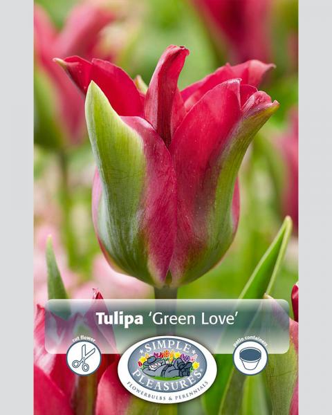 Tulip Vir Green Love 8/pkg