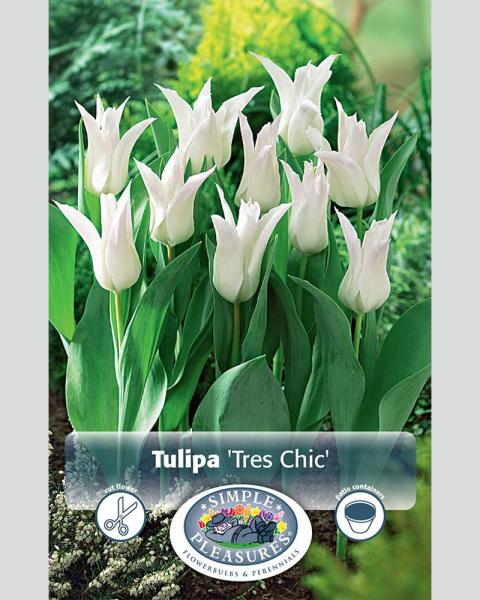 Tulip Tres Chic Blend 20/pkg