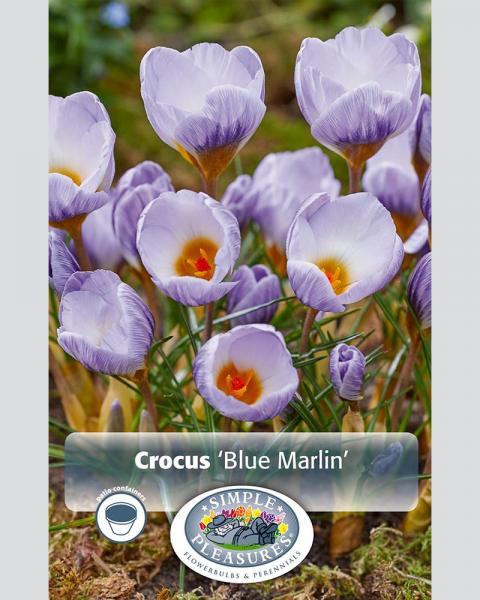 Crocus Specie Blue Marlin 20 bulbs/pkg