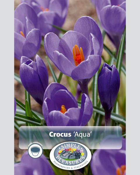 Crocus Vernus Aqua 15 Pack
