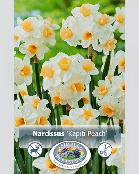 Daffodil Kapiti Peach 5 Pack