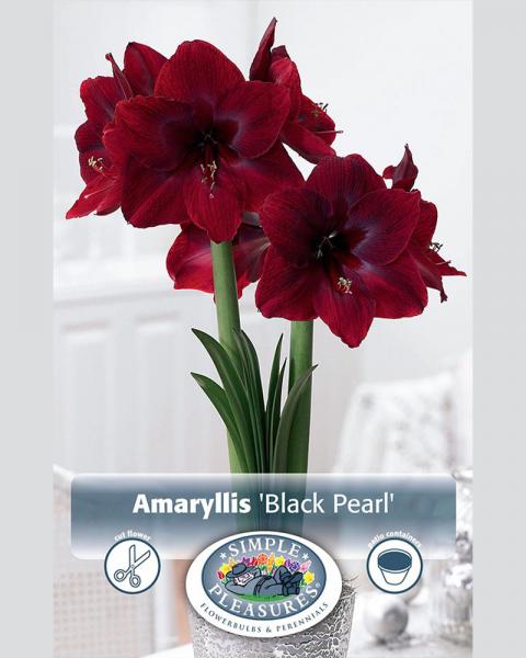 Amaryllis Black Pearl 26/28