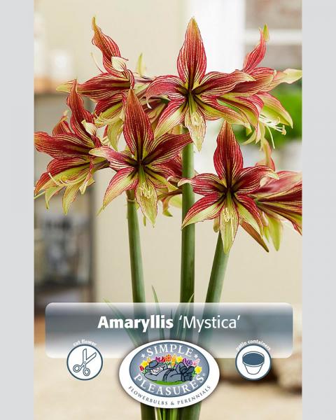 Amaryllis Mystica 26/28