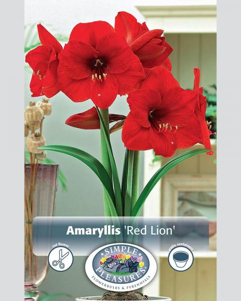 Amaryllis Red Lion 26/28
