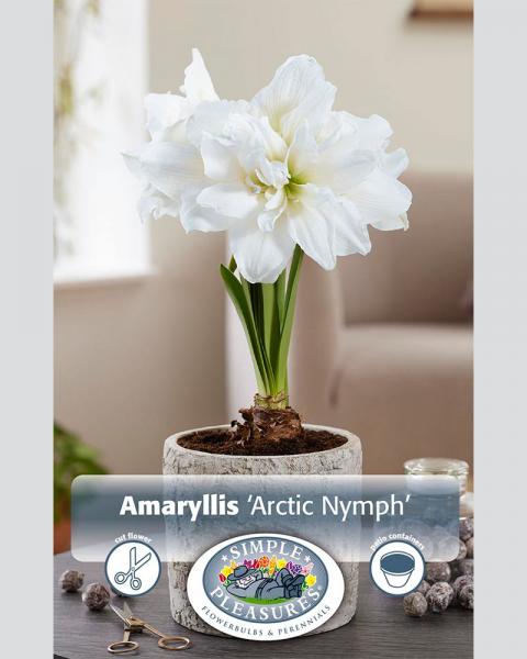 Amaryllis Arctic Nymph Double