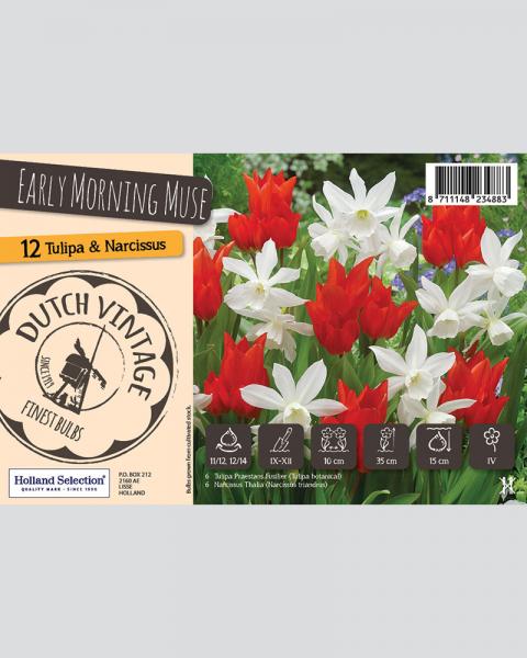 Dutch Vintage Early Morning Muse 12 Pack