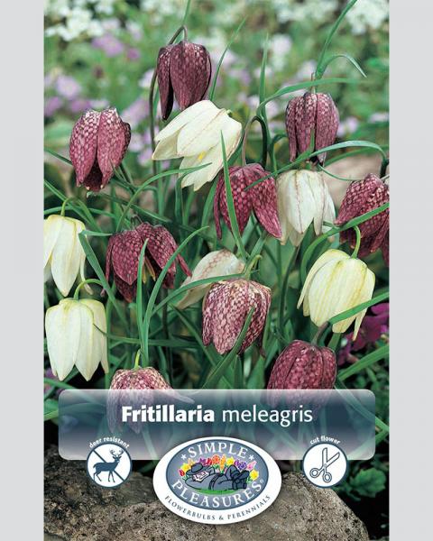 Fritillaria Meleagris Patio 25 bulbs/pkg