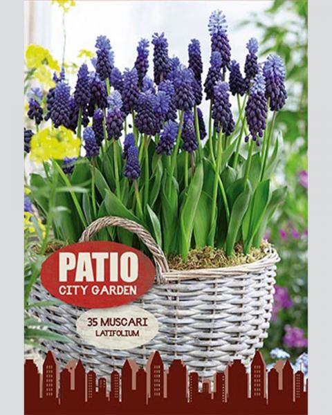 Muscari Latifolium Patio 20 Pack