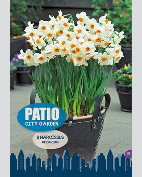 Narcissus Geranium Patio 8 Pack