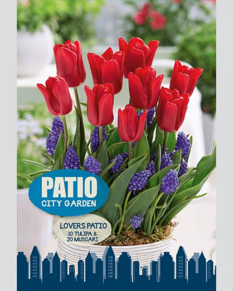 Patio Lovers Blend Patio 30 bulbs/pkg