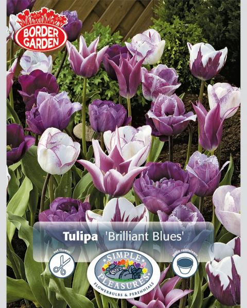 Brilliant Blues Border 18 Pack