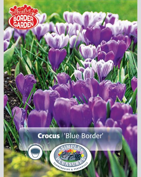 Crocus Blue Border Garden 40pk