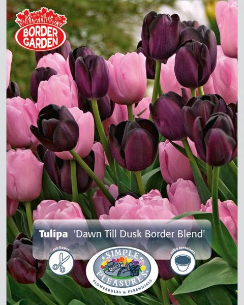 Dawn Til Dusk Border 16 bulbs/pkg