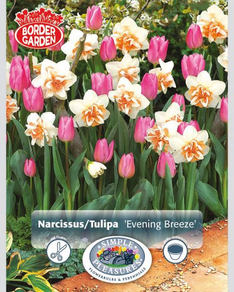 Narcissus/Tulip Eve Breeze 12 bulbs/pkg