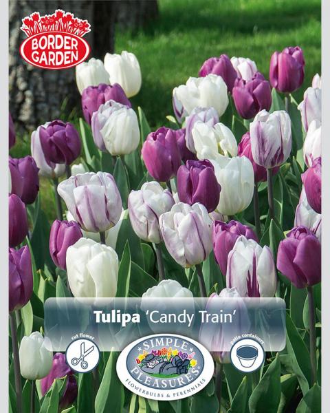 Tulip Candy Train Border 20 Pack