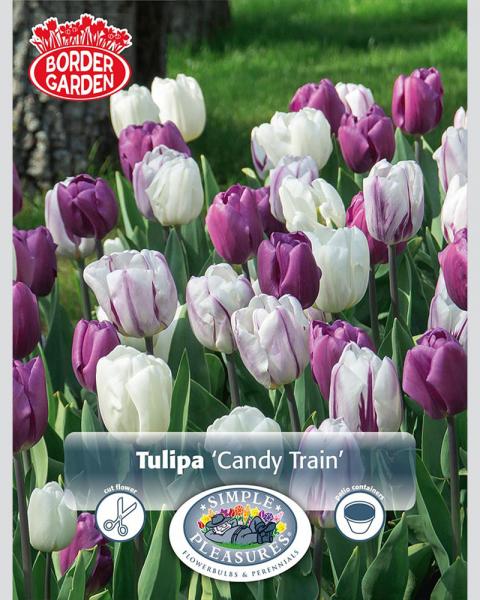 Tulip Candy Train Border 20 bulbs/pkg