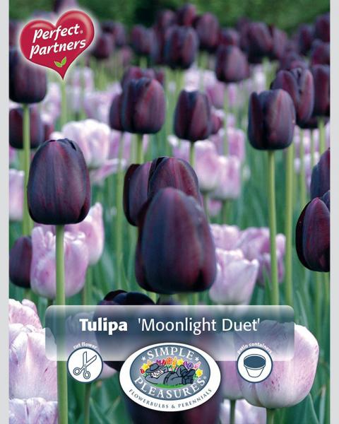 Tulip Moonlight Duet 16/pkg