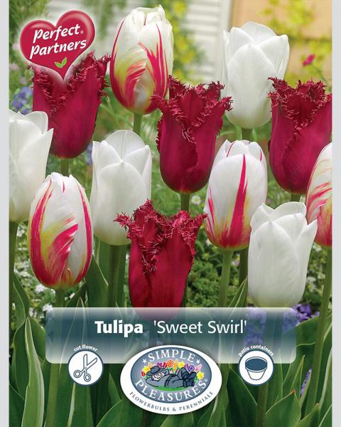 Tulip Sweet Swirl 16/pkg