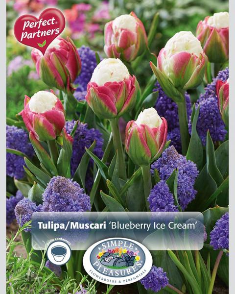 Tul/Chi Blueberry Ice Cream 14 bulbs/pkg