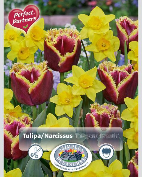 Narcissus/Tulip Dragons Breath16 bulbs/pkg