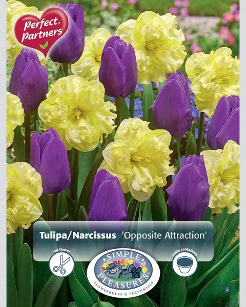 Narcissus/Tulip Opposite Attraction 12 bulbs/pkg