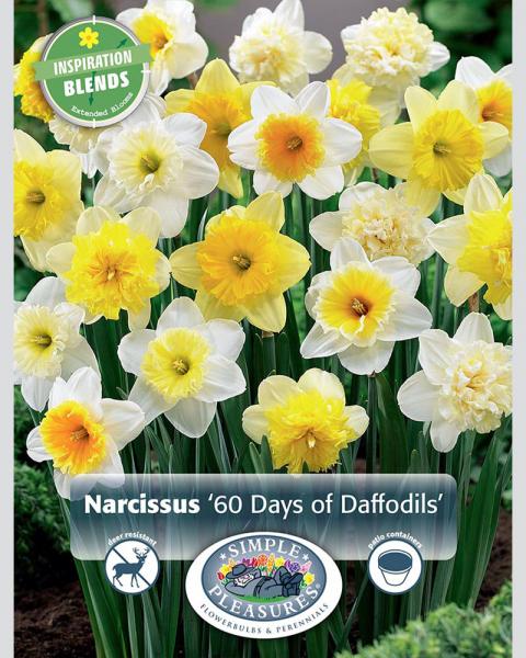 60 Days Of Narcissus 20/pkg