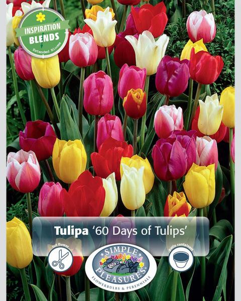 60 Days Of Tulips 20 bulbs/pkg