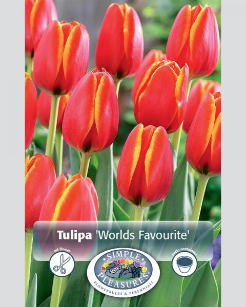 Tulip DH World's Favorite 8 Pack