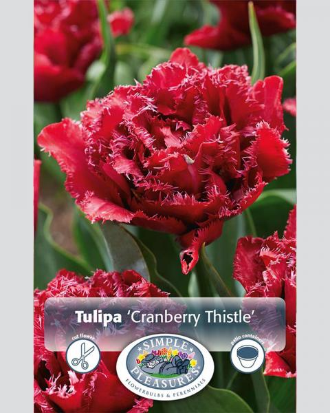 Tulip DL Cranberry Thistle 6 Pack