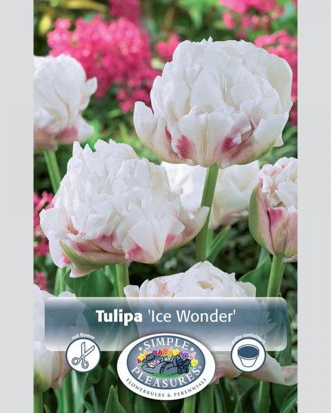Tulip Dl Ice Wonder 6/pkg