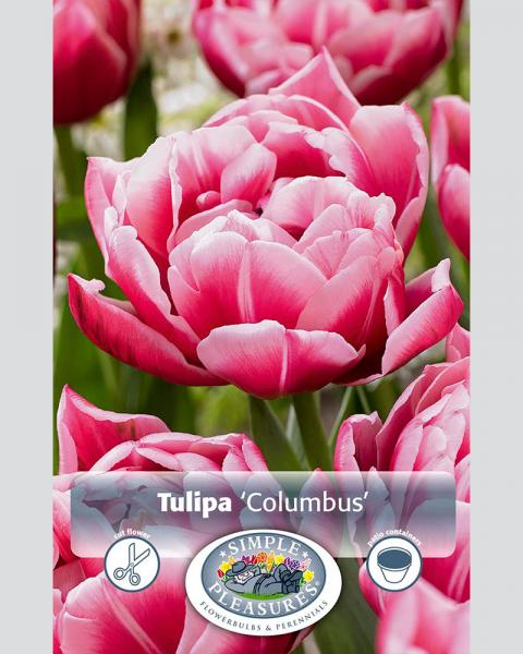 Tulip DE Columbus 8 bulbs/pkg