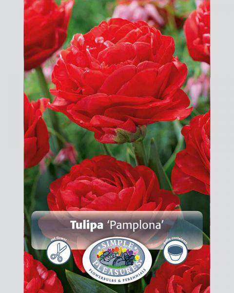 Tulip De Pamplona 8/pkg