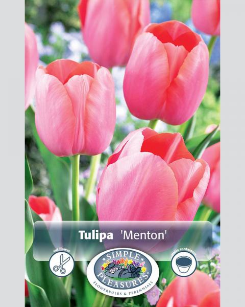 Tulip Sl Menton 8/pkg