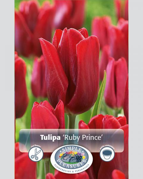 Tulip Se Ruby Prince 8/pkg
