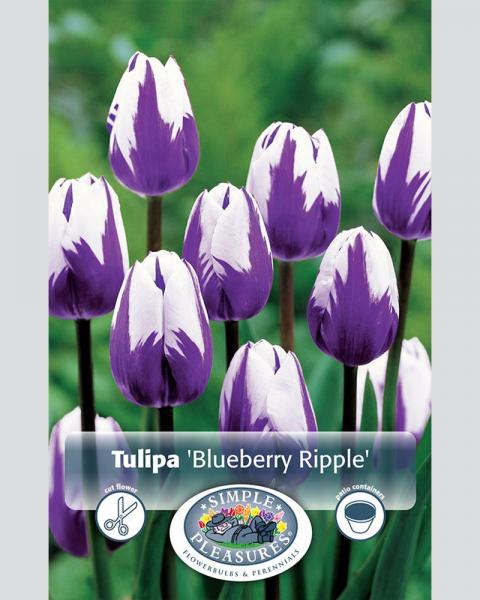Tulip Blueberry Ripple 8 bulbs/pkg