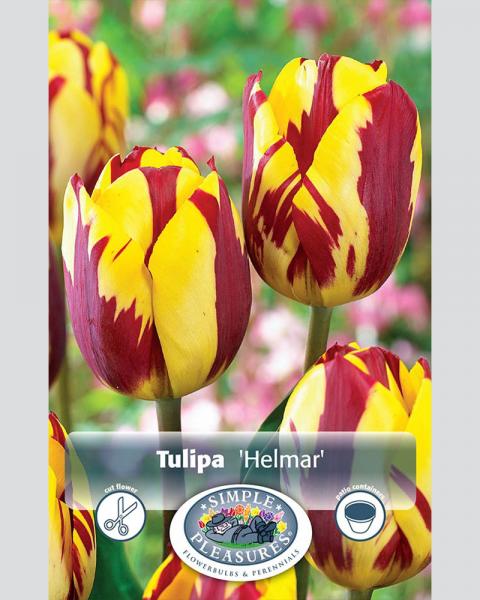 Tulip Rembrandt Helmar 8 bulbs/pkg