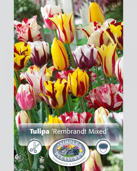 Tulip Rembrandt Mix 6/pkg