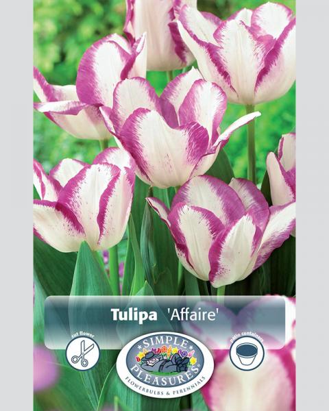 Tulip Triumph Affaire 8/pkg