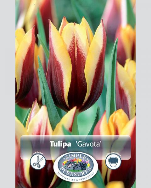 Tulip Gavota 5 bulbs/pkg