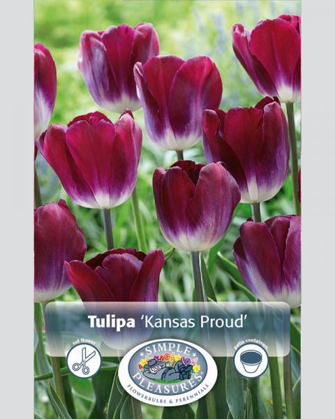 Tulip Tr Kansas Proud 8/pkg