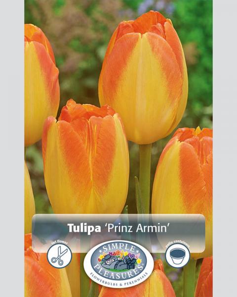 Tulip Trium Prinz Armin 8 bulbs/pkg